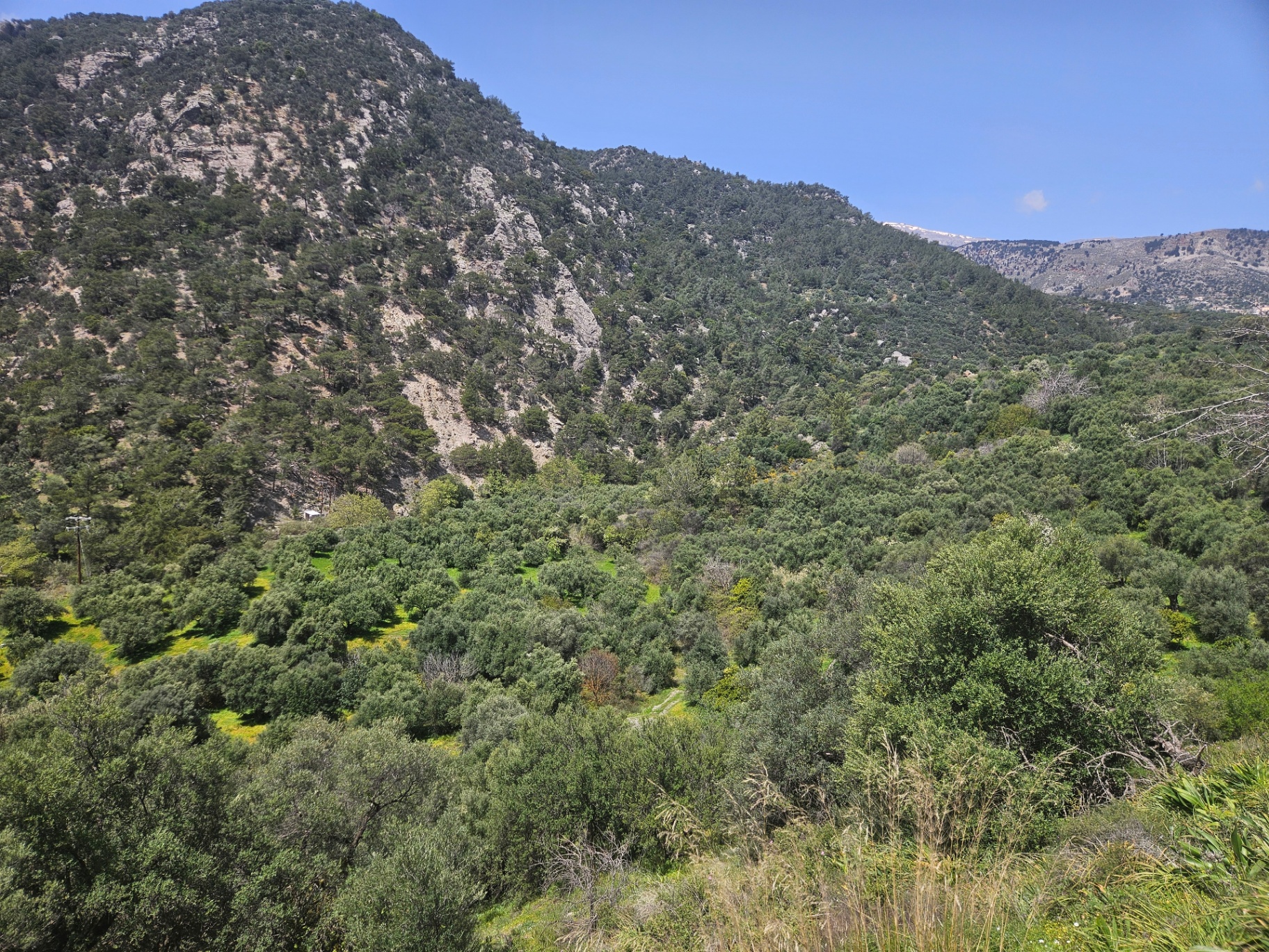 Vorno olive grove terroir: Males, East Crete