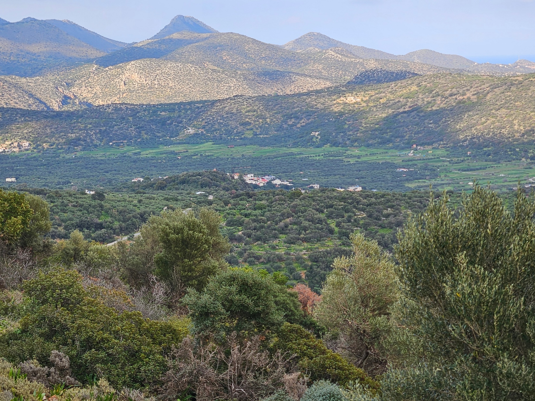 Vorno olive grove terroir: Exo Lakkonia, East Crete